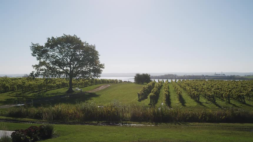 A view of a landscape with grass and palnts