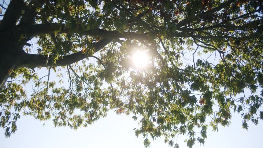 Sunlight filters through the leafy branches of a tree against a clear blue sky