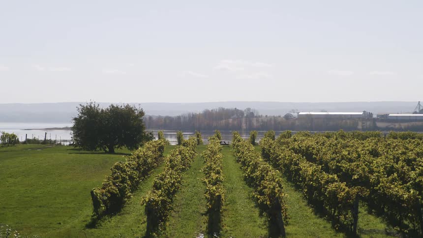 Vineyard with the sea in the background