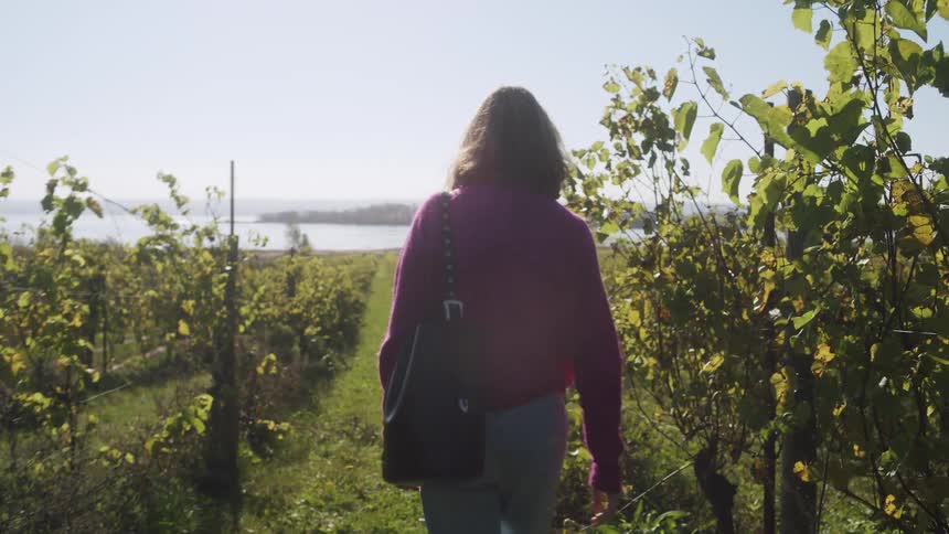 A woman in a magenta sweater walks away from the camera through a sunny vineyard the path leads toward a body of water in the distance under a clear bright sky