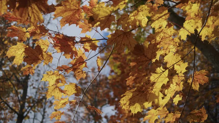 Autumn foliage with branches in focus under partly cloudy sky