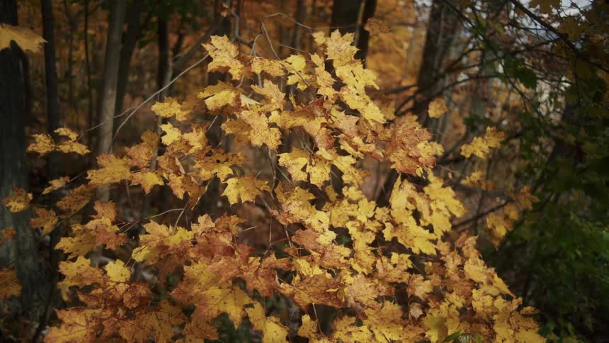 A view of a tree with the leaves changing colors