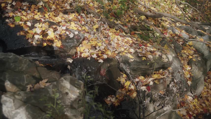 A small stream of water trickles over large dark grey rocks in a wooded areathe ground and rocks are heavily covered with fallen autumn leaves in shades of yellow orange and red