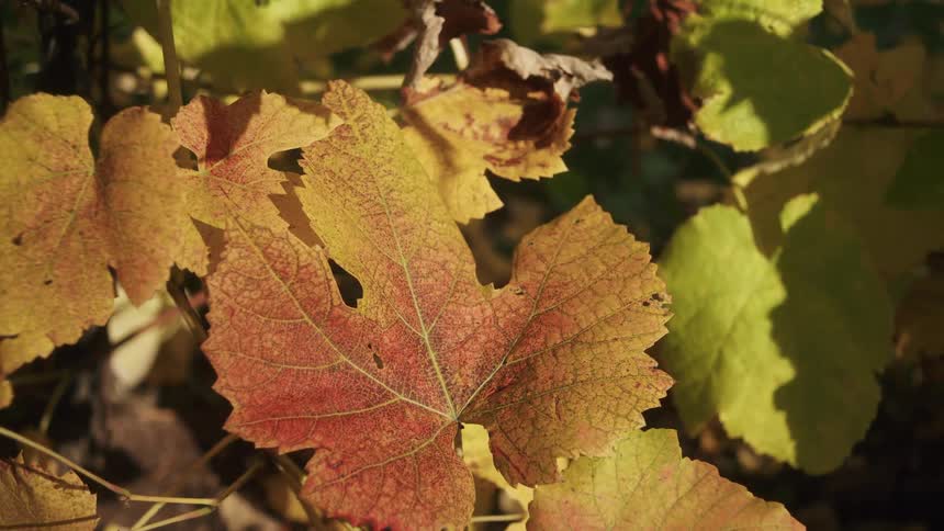Sunlight shines on tree leaves in bright fall colors as they move in the breeze