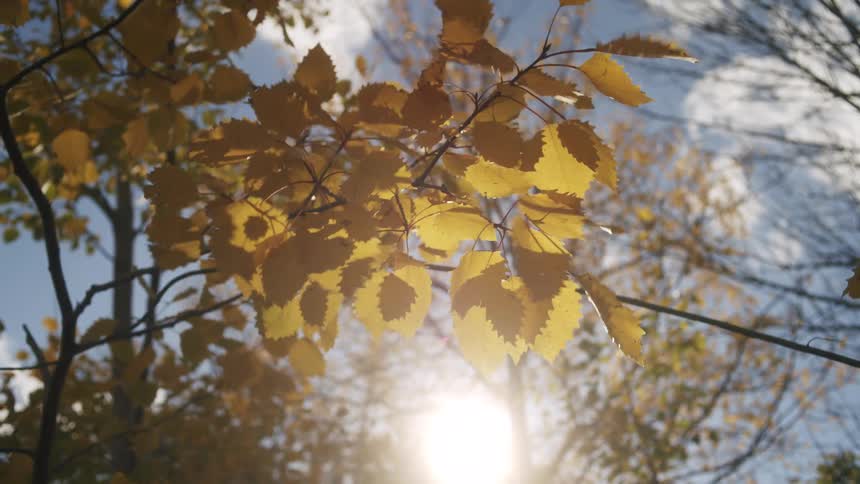 The wind blows the yellow leaves on the tree