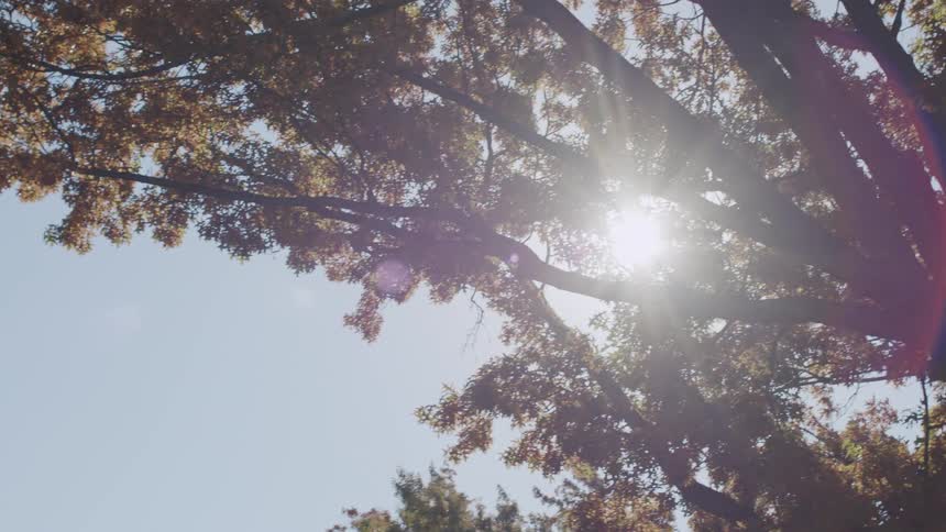 Bright sunlight filters through the dense goldenbrown leaves of a large tree against a clear blue skyas the camera pans a vibrant circular lens flare appears when the sun peaks through the branches