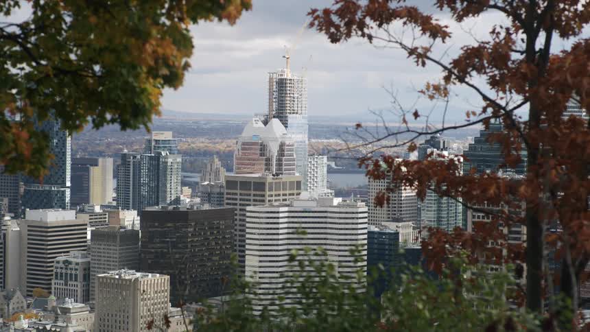 Panorama of skyscrapers framed by trees in the foreground