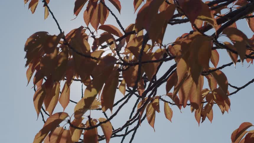 View from above with branches bearing leaves