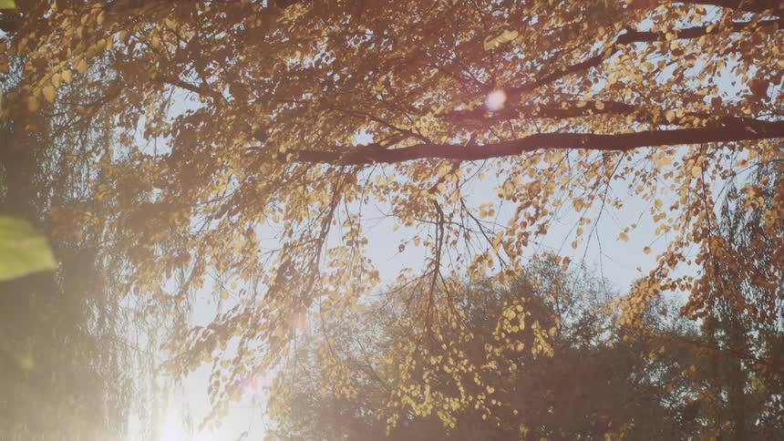 Sunlight shines on branches of neighborhood trees with leaves in fall colors
