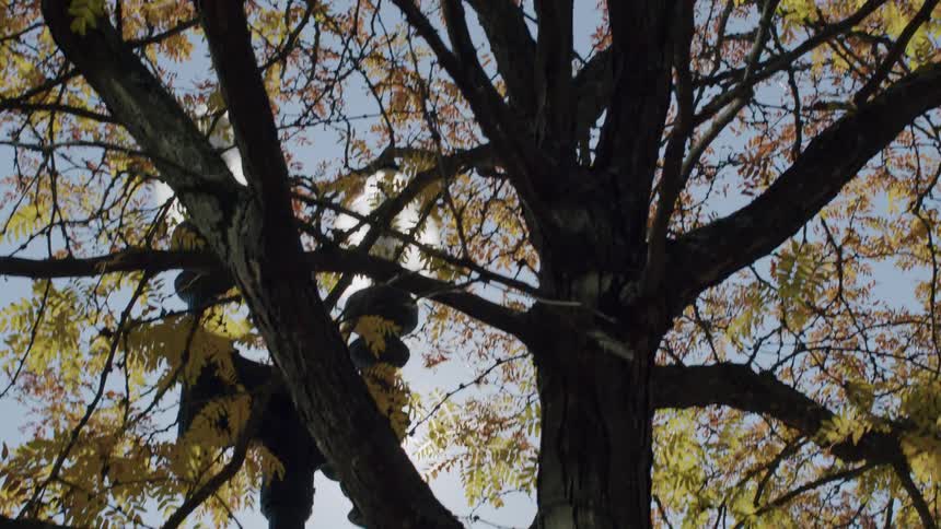 A tall tree with many branching limbs covered in yellow leaves the sunlight streaming through the foliage and creating warm glowing patches of light that dance across the branches