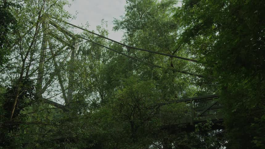 There are thick dark cables stretching diagonally across the frame from the top left toward the center and right these lines create a sense of tension and support cutting through the organic shapes of the surrounding green foliage