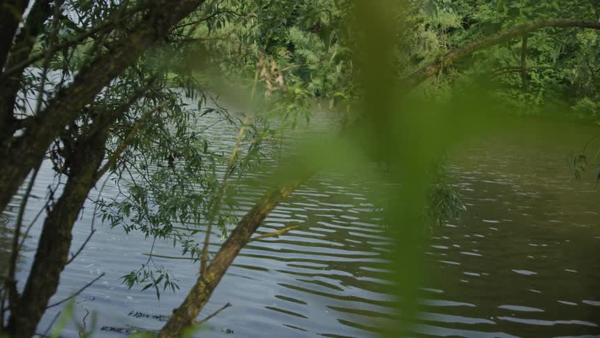 Plants and vegetation along the coast as trees hanging over the water and the river flows through the woods