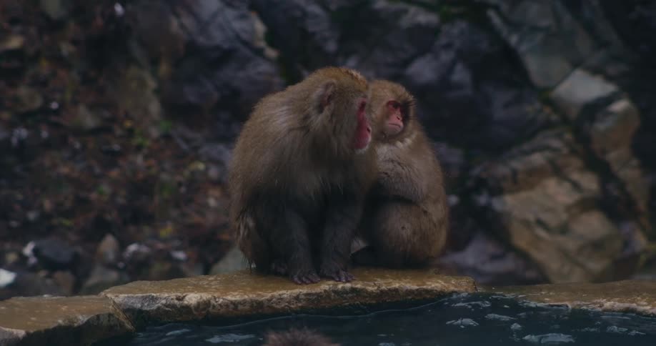 Two japanese macaques with thick damp brown fur sit on a stone ledge beside a steaming hot spring where one monkey leans in to groom the other against a background of dark wet rocks
