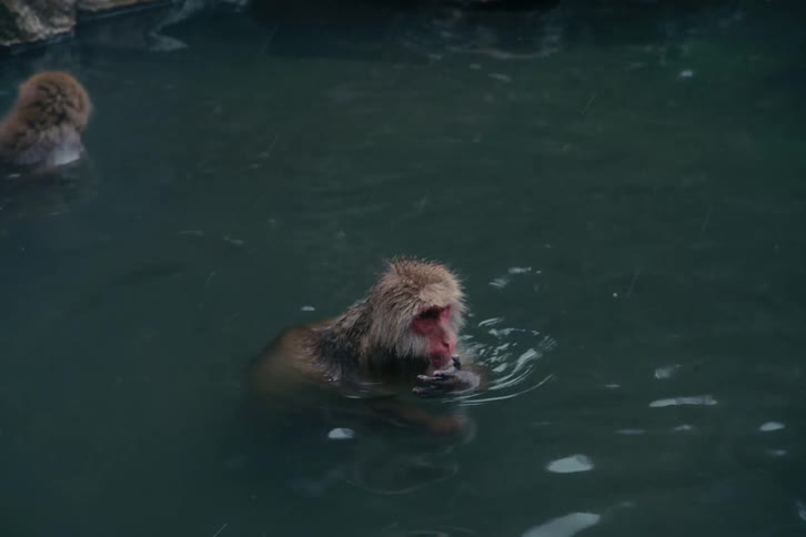 Monkey swimming on water with another monkey next to it outdoors during day time