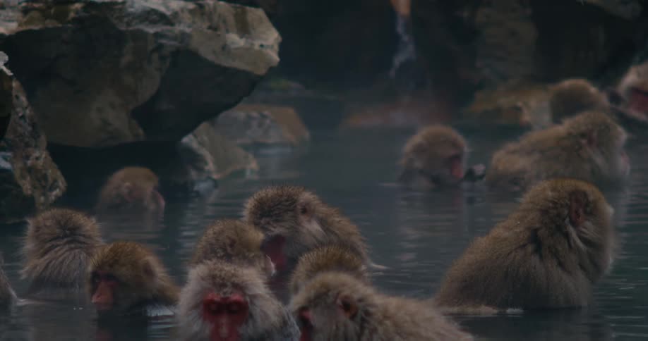Japanese macaques bathe in natural hot springs during the daytime