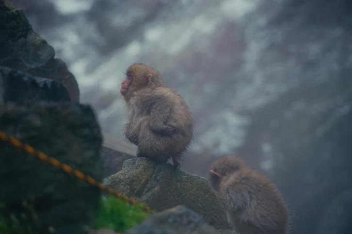 Two small japanese macaques with wet light brown fur huddle on a jagged rock ledge in a misty mountainous environment