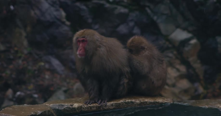 Monkeys sitting on the stone edge of a hot spring pool in a rocky area