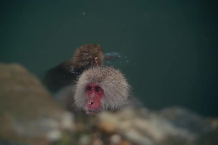 Monkey in the water and another monkey on the coast