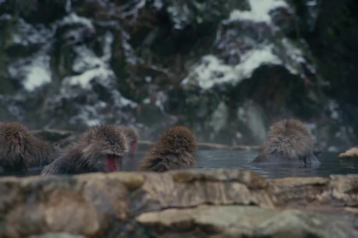 Monkeys immersed in a hot spring pool with a stone edge in a snowy rocky environment