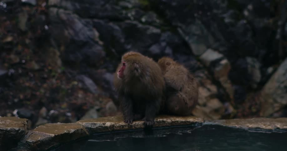 Monkeys sitting at the edge of a hot spring pool in a rocky area