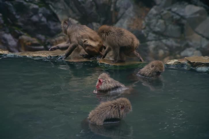 Monkeys in the water and walking along the coast