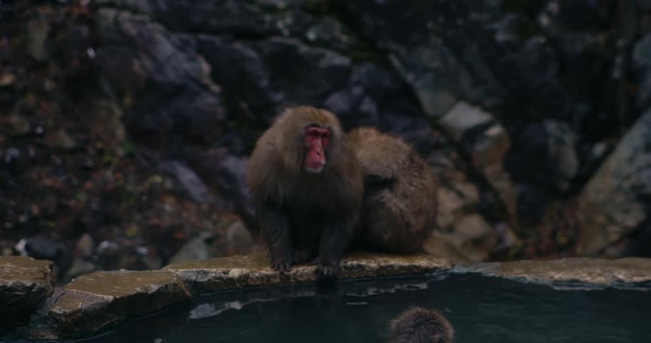 Two japanese macaques sit huddled together on a stone ledge overlooking a steaming hot spring poolthe monkey in the foreground gazes forward with a calm expression while its companion rests closely against its side