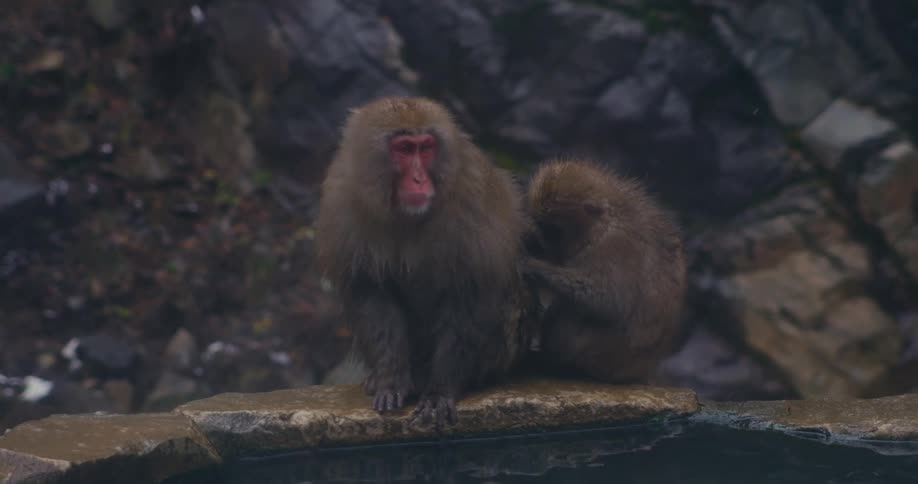 On the damp edge of a natural hot spring one japanese snow monkey carefully grooms another who sits patiently enjoying the attention