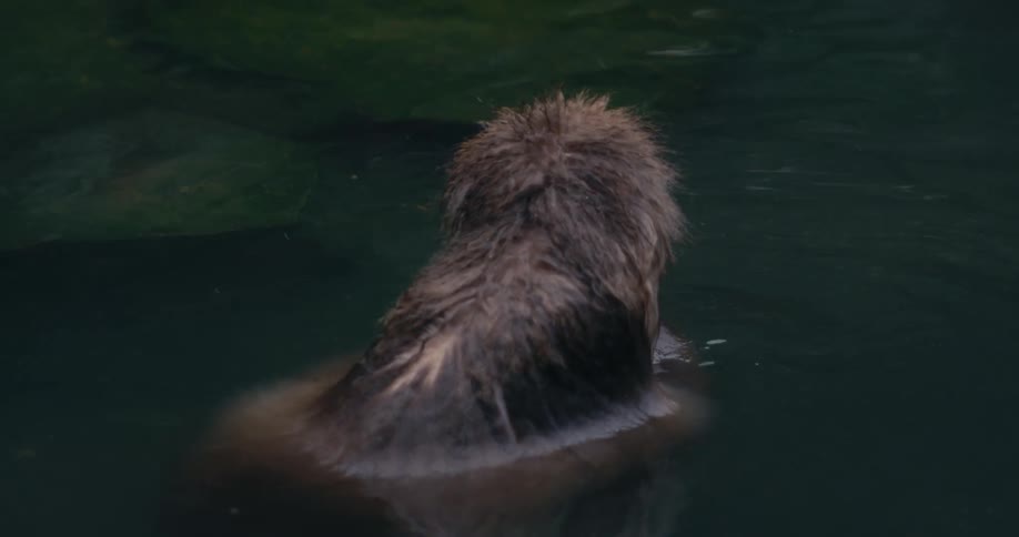 A japanese macaque with a red face and wet fur sits partially submerged in dark steaming waterit slowly turns its back to the camera showcasing the texture of its damp coat as it settles into the hot spring