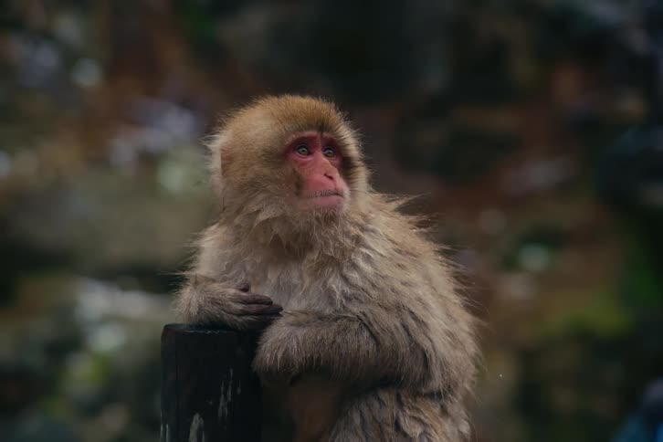 A snow monkey rests on a wooden post and looking thoughtfully into the distance