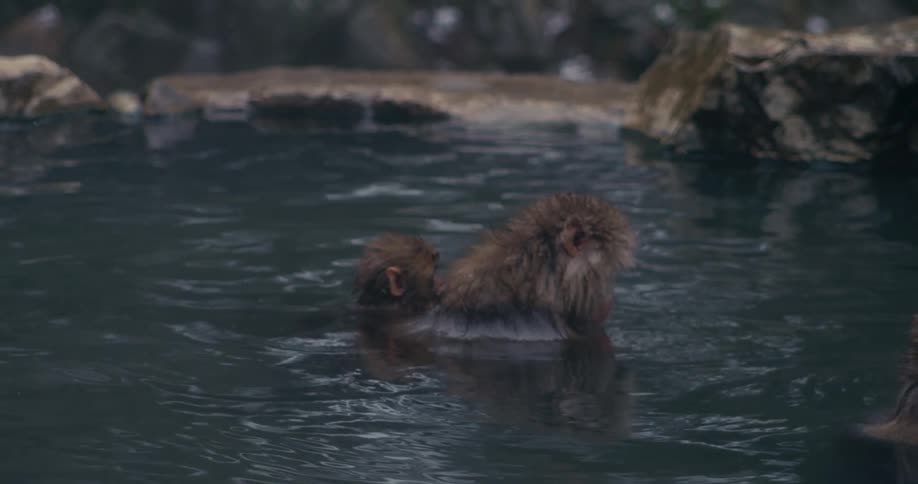 Adult and immature macaques bathe in hot springs during the daytime