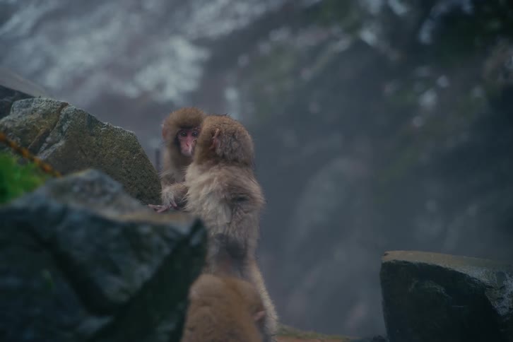 Monkeys climbing on rocks and playing