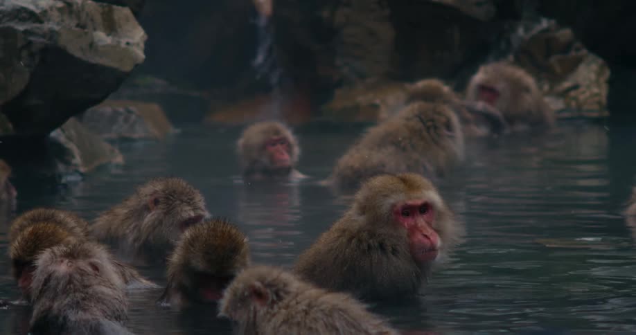 A large group of baboons are bathing in the spring water
