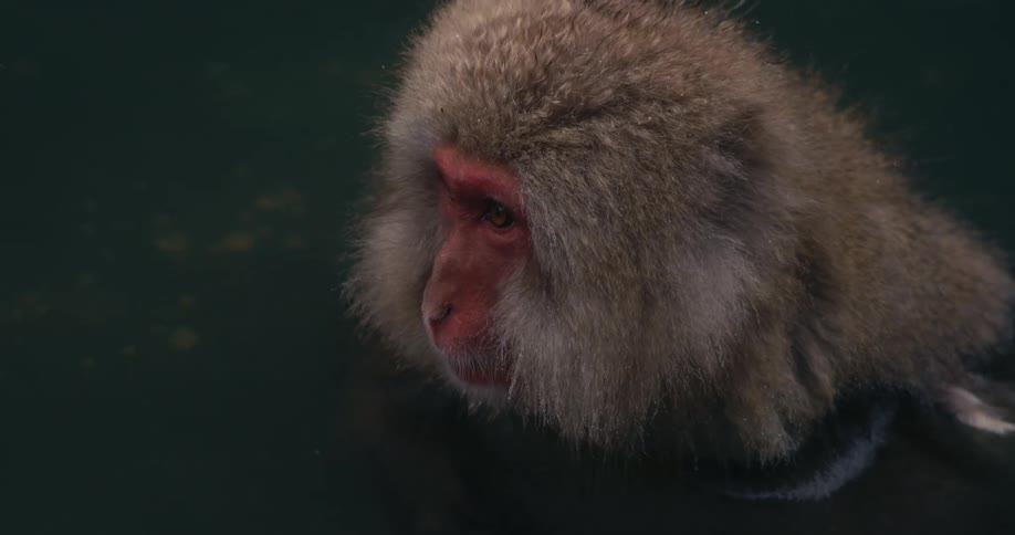 Japanese macaque monkey soaks in a hot spring in the daytime while another monkey passes by