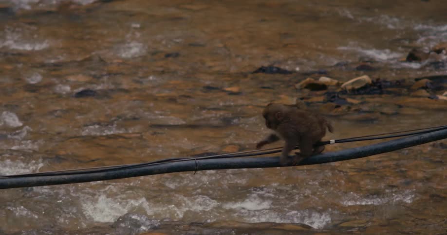 A young japanese macaque with light brown fur carefully walks and climbs along a thick black cable suspended over a rushing rocky river