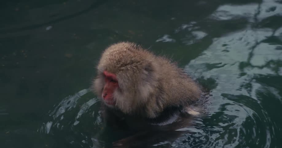 Monkey standing still in a pool of water outdoors during day time