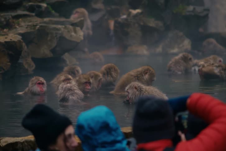 Japanese macaques on a water pool next to a small group of tourists talking and taking pictures outdoors during day time