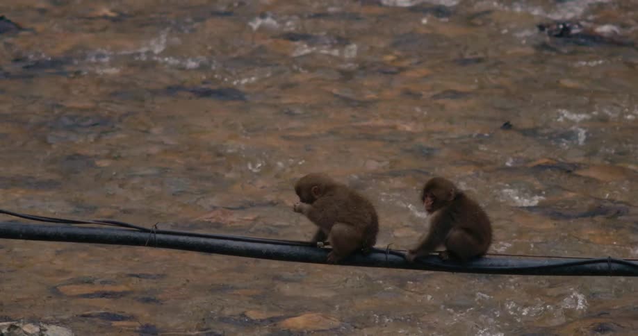 Monkeys sitting on a pipe over the river as water flows over rocks