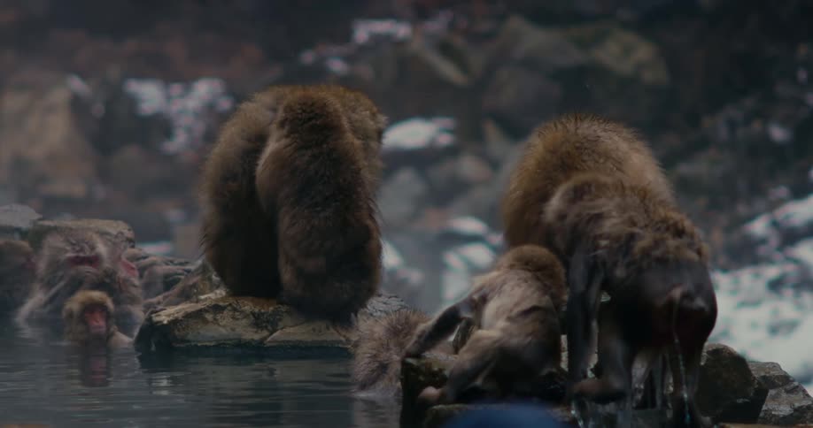 Troop of japanese macaques around a steamy pool of water outdoors during day time