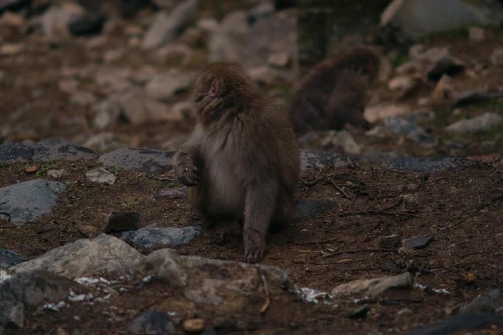 Monkeys sitting and walking as they eat from the ground