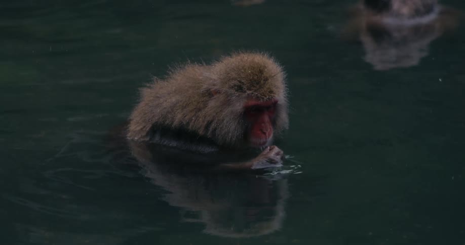 Japanese macaque monkeys bathe in the reflective waters of a hot spring during the daytime