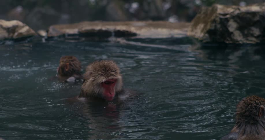 Japanese macaques soak in a steaming thermal pool and move through the dark water near a rocky edge under soft lighting showing their natural behavior in a volcanic hot spring environment