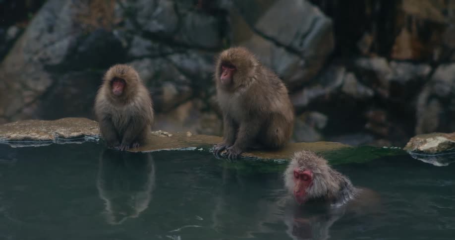 Three japanese snow monkeys relax in and around a natural hot spring one soaking contentedly in the warm water while the other two sit calmly on a rock at the edge