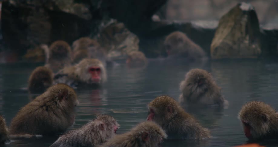 A group of japanese macaques huddle together in a steaming hot spring surrounded by rocky terrain the monkeys remain mostly still in the warm water as a light mist or snow falls around them