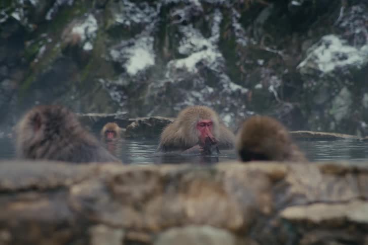 Monkeys immersed in a hot spring pool with faces visible above the water in a snowy rocky environment