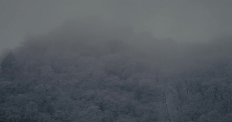 Snowcovered forest under dense fog across mountainous terrain