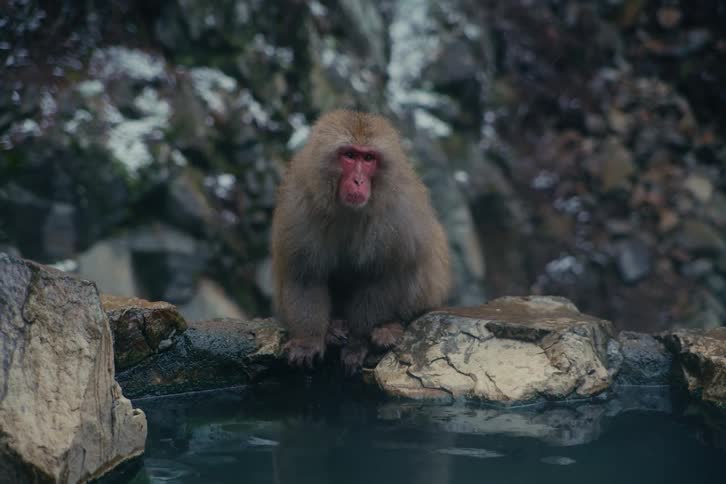 Japanese macaque monkey stands near the edge of a hot spring on a winter day