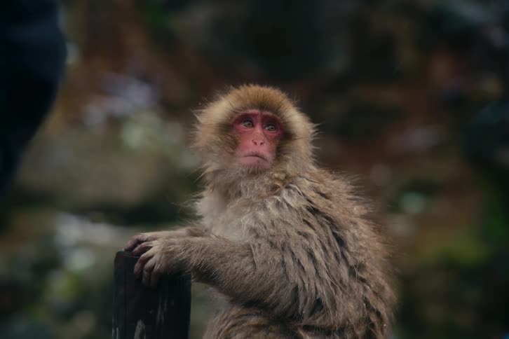 Monkey rests its paws on a wooden structure in a natural setting