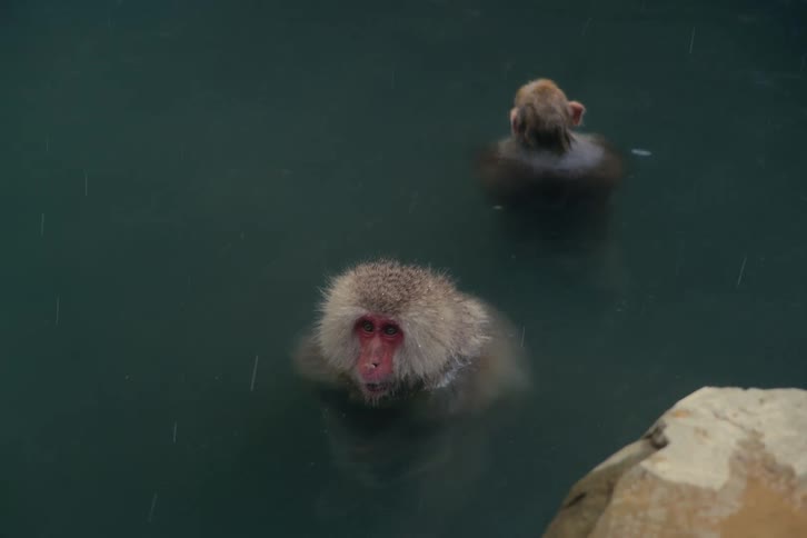 Japanese macaque monkeys bathe in the waters of a reflective hot spring on a winter day
