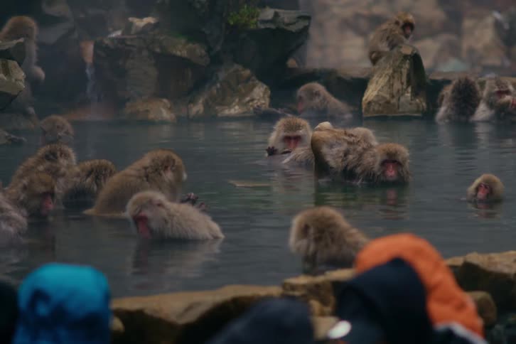 Spectators watch a group of monkeys sitting in a shallow pool of water