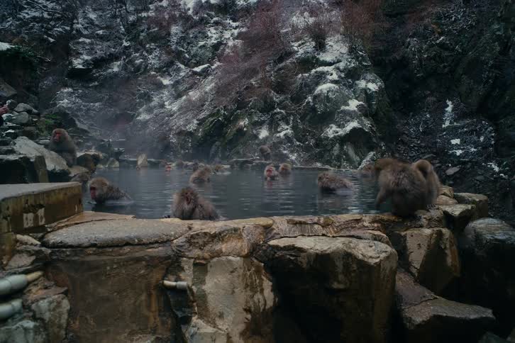 Monkeys sit partially submerged in a natural hot spring pool surrounded by rocks with steam rising and snow on the rocky slopes in the background